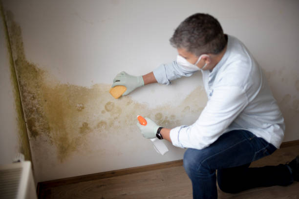 Best Mold Odor Removal Services  in , AZ