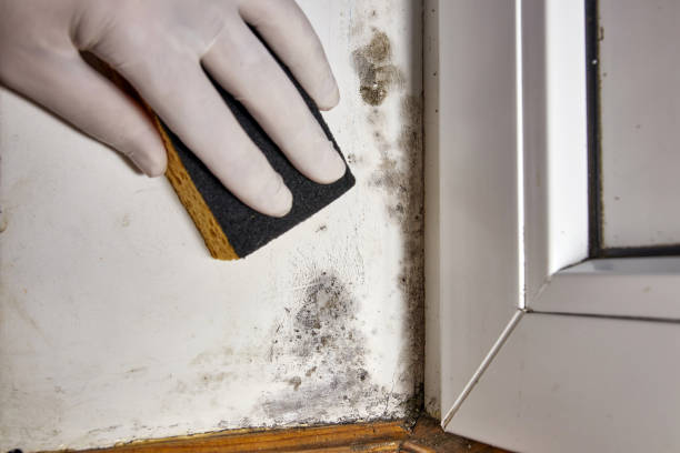 Best HVAC Mold Inspection and Cleaning  in , AZ